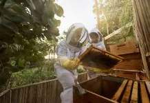 Ouverture, EAU | À Dubaï, Jumeirah inaugure l’Eco Village, une destination immersive dédiée à la durabilité jumeirahecovillage_beehive_beeobservation-jpg